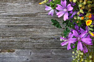 Vibrant purple wildflowers arranged on a rustic wooden surface providing natural beauty and texture.